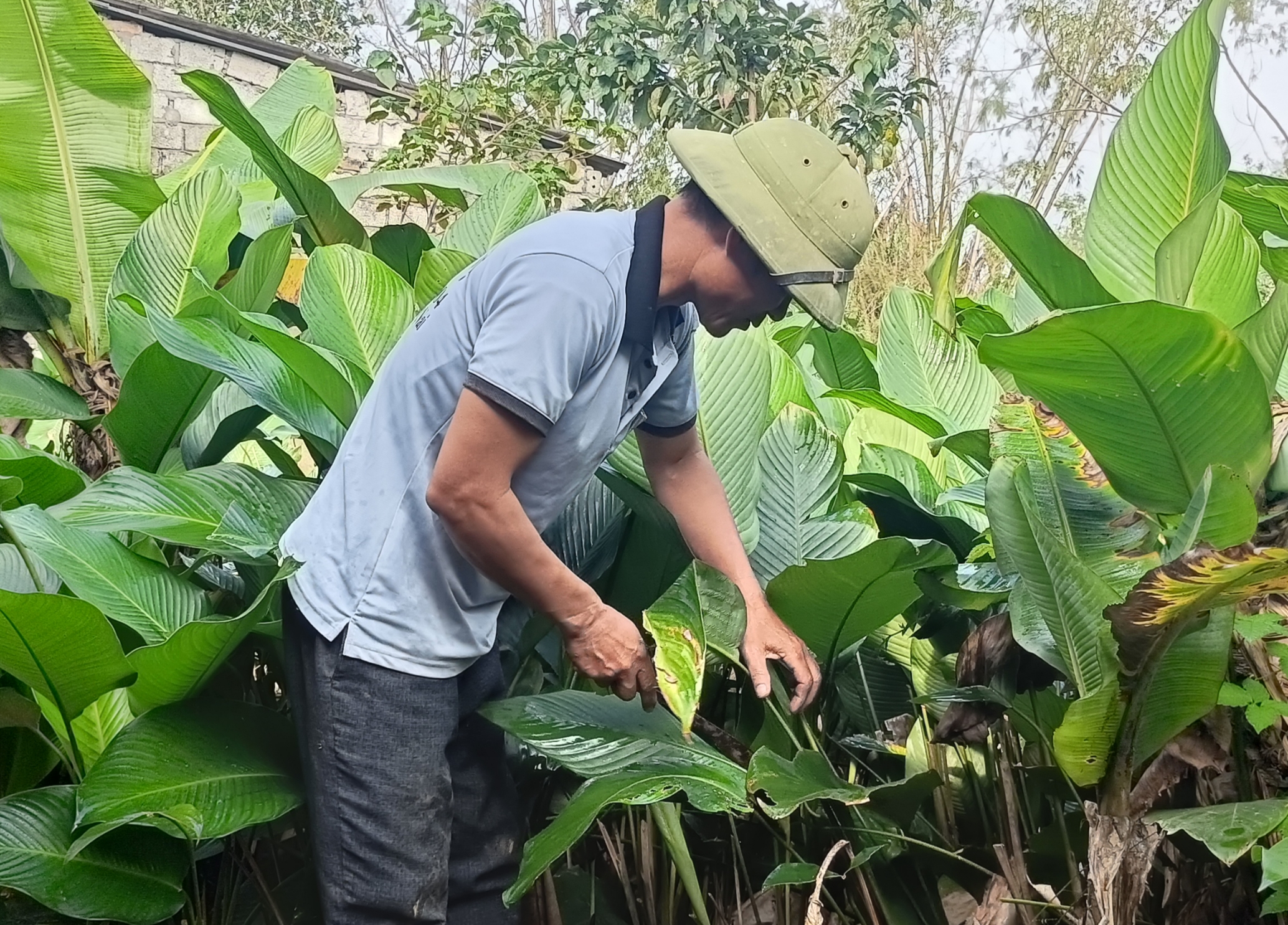 Nghề trồng lá dong bán Tết ở xã Đức Quang ( Hà Tĩnh ): Màu xanh bền bỉ giữ hồn Tết Việt