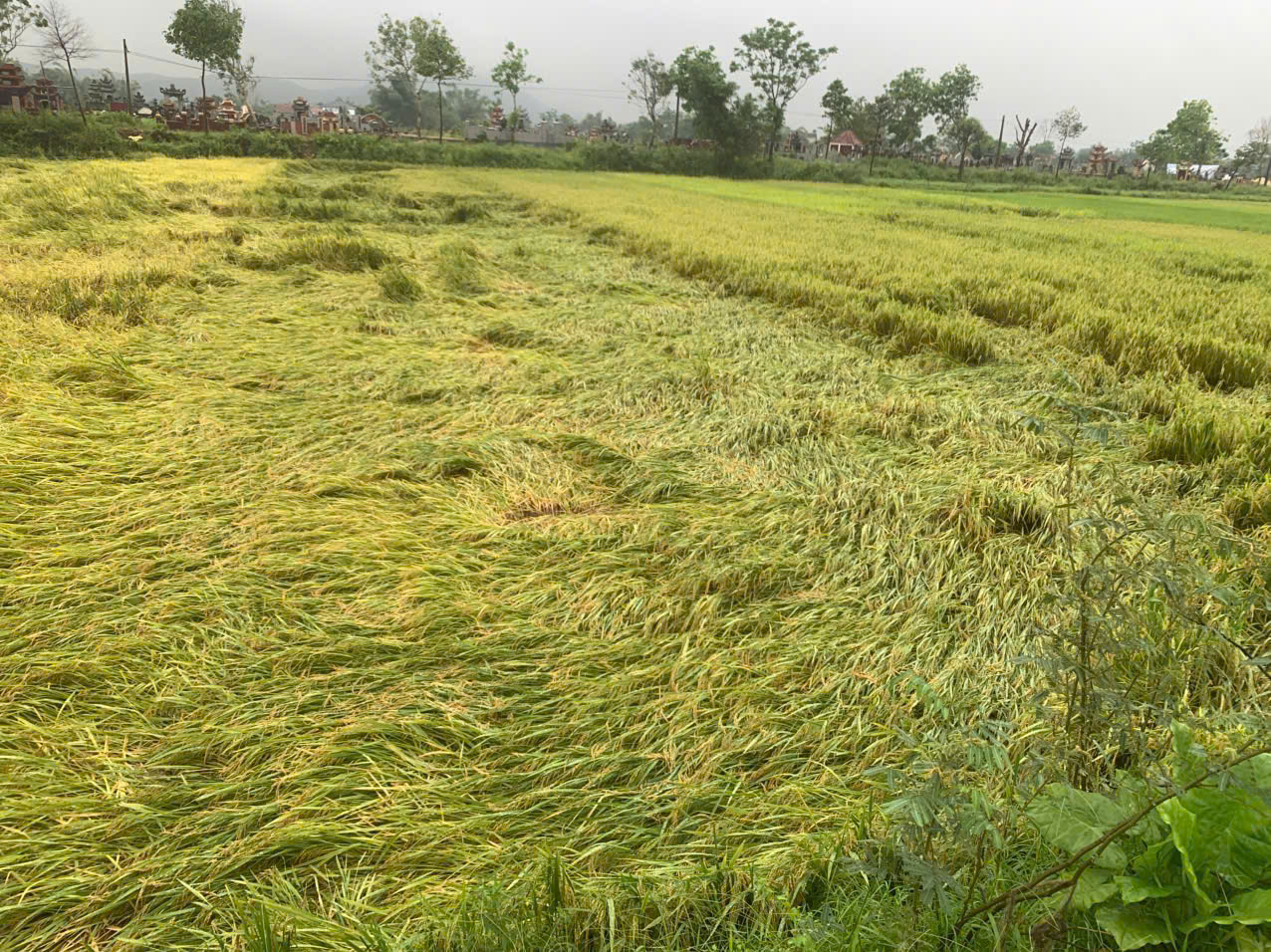 Nông dân xã Đức Quang gồng mình cứu lúa xuân