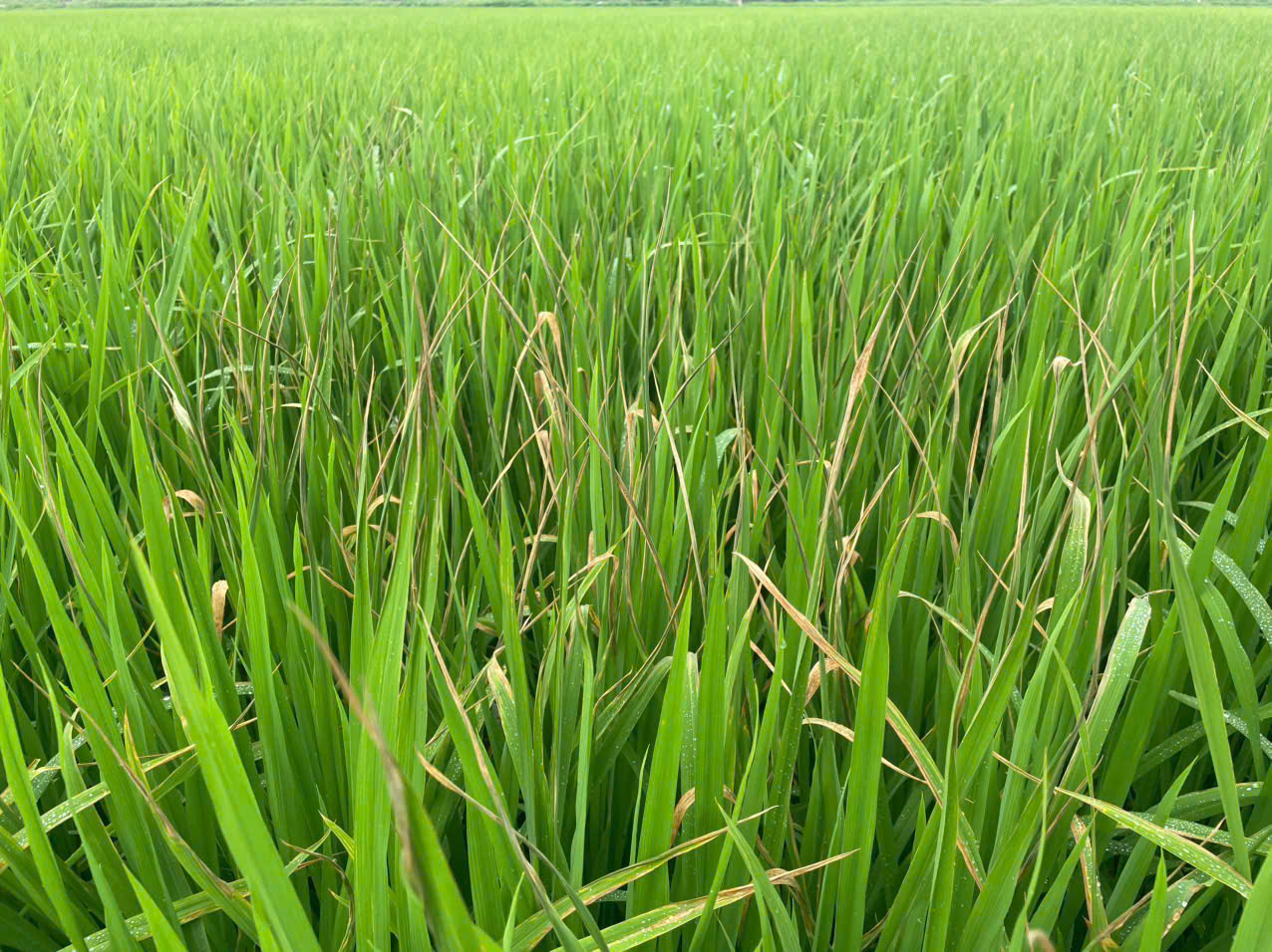 Ngành chuyên môn xã Đức Quang khuyến cáo phòng trừ bệnh đốm sọc vi khuẩn trên lúa vụ xuân