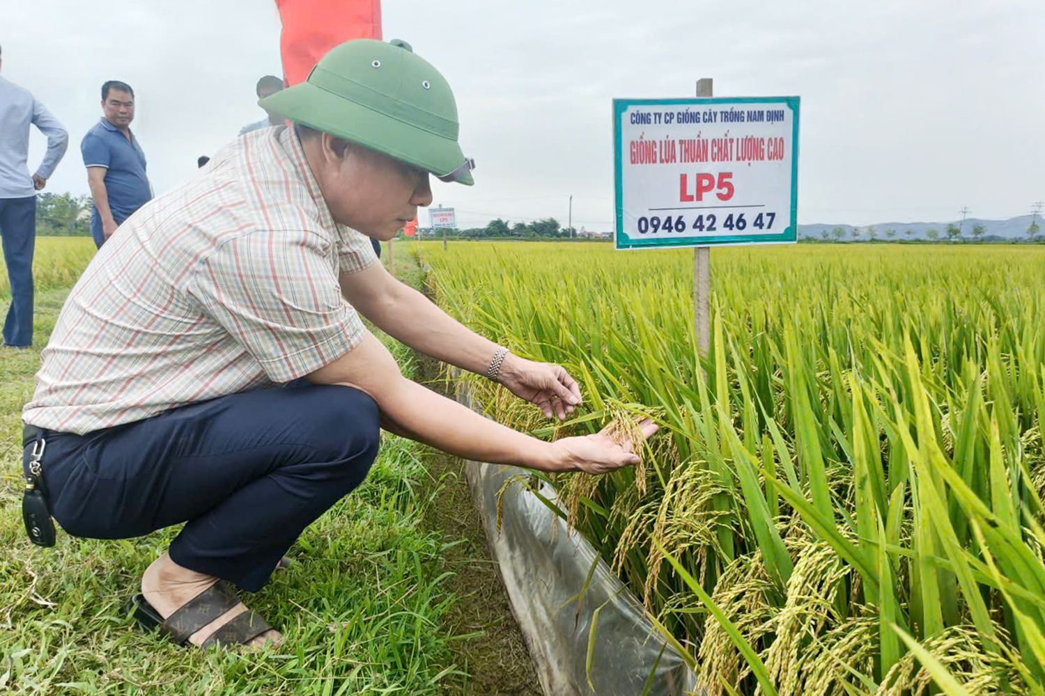 Triển vọng giống lúa LP5 trên đồng ruộng xã Đức Quang
