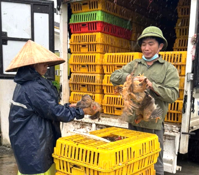 Nông dân Đức Quang phấn khởi nhận gà giống, quà tặng sinh kế từ chính quyền địa phương.