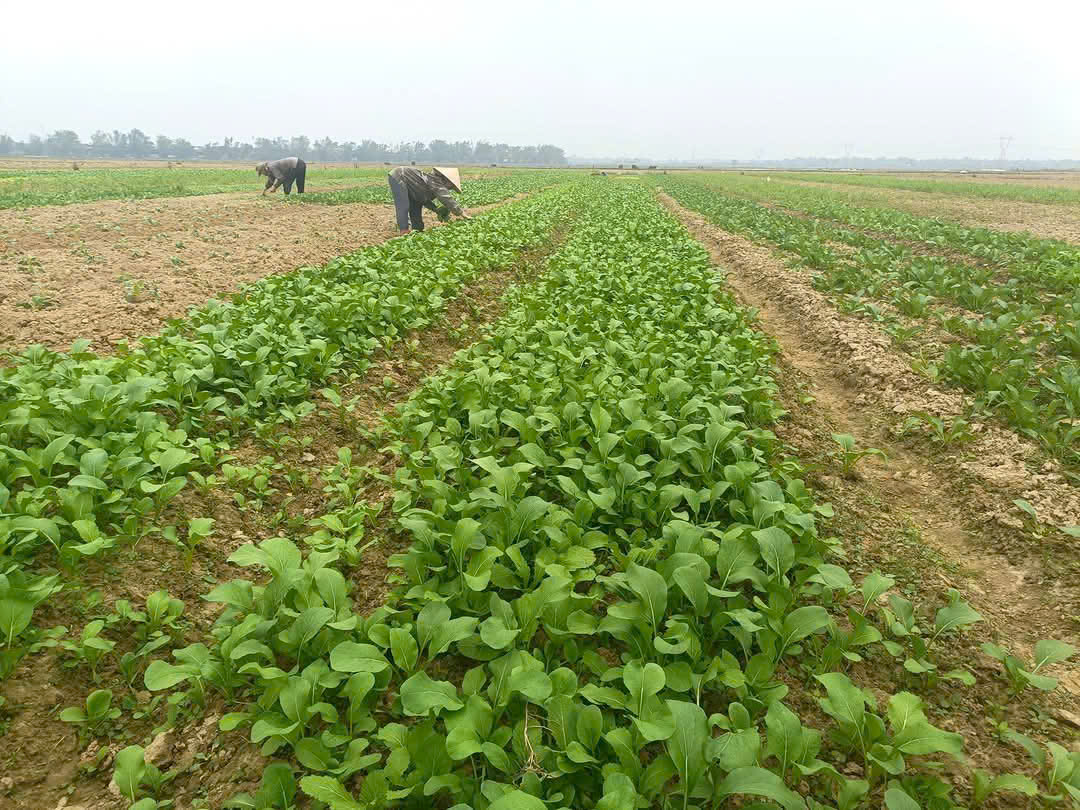 Xanh mướt những cánh đồng rau Tết ở xã Đức Quang