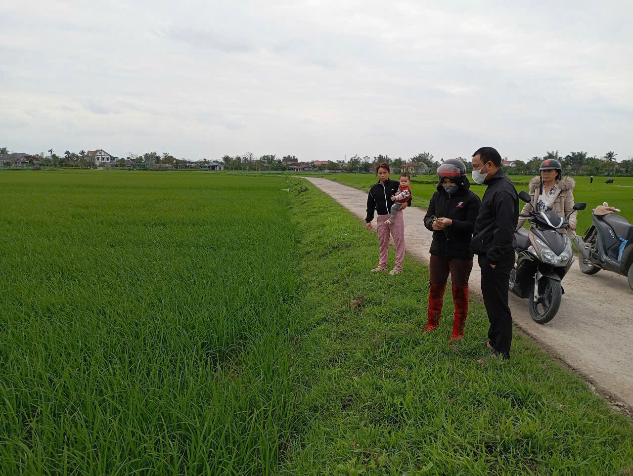 Xã Đức Quang: Lúa xuân thời kỳ phân hóa đòng đạo ôn gây hại. Ngành chuyên môn tăng cường thăm đồng, chủ động phòng trừ. 