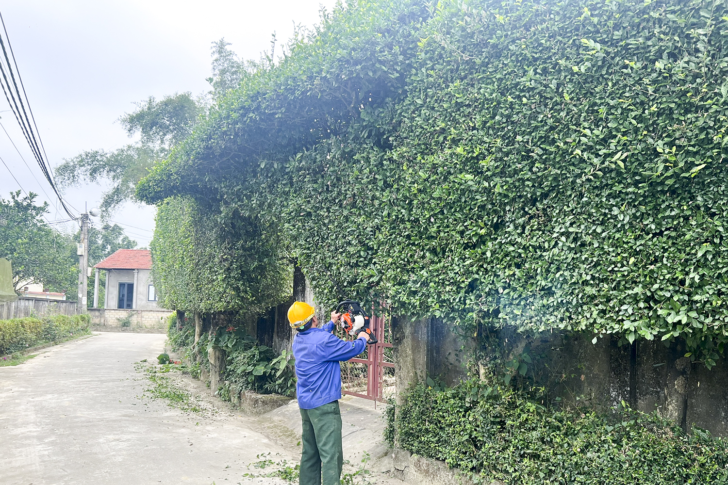 Sắc xanh nơi miền quê Vĩnh Đại