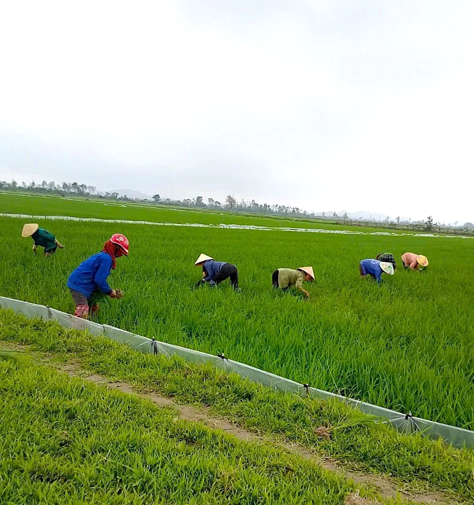 Nông dân Đức Quang chăm sóc cây trồng vụ xuân sau Tết