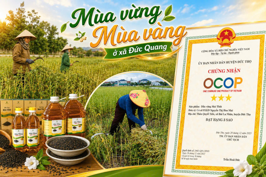 Vàng mùa vừng, thơm mùa dầu ở vùng bãi bồi xã Đức Quang