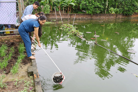 Hội Nông dân xã Đức Quang: Nuôi ốc bươu đen – hướng đi mới giúp nông dân nâng cao thu nhập 
