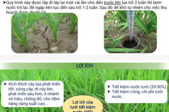 50 hộ nông dân xã Đức Quang được tập huấn kỹ thuật sản xuất lúa tạo tín chỉ carbon vụ Hè Thu 2026.