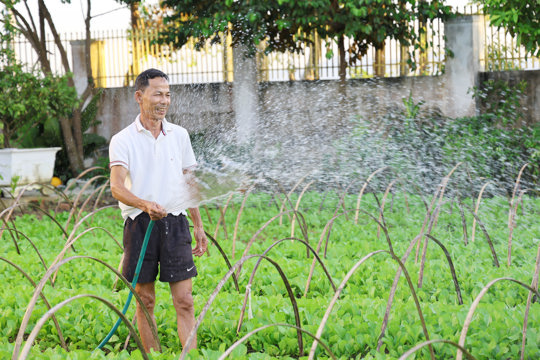 Sản xuất rau vụ đông sớm, “ Lão nông” ở xã Đức Quang ẵm nửa triệu/ngày. 